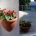 WOHNUNGEN BASIC - SEPTEMBER SONDERANGEBOT 8 EUR PRO PERSON, Privatunterkunft im Ort Herceg Novi, Montenegro - cvijet