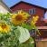 The Sunflowers, Studio-apartment Sunflowers, private accommodation in city Pomorie, Bulgaria - IMG_20210722_101308
