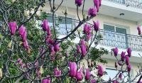 Vila Djulija, privatni smeštaj u mestu Baošići, Crna Gora