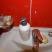 Villa-Lisa, privat innkvartering i sted Budva, Montenegro - DSC06932