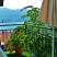 Villa Ohrid, Green studio apartment, private accommodation in city Ohrid, Macedonia