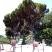 Apartment, , private accommodation in city Herceg Novi, Montenegro - IMG_20210730_113057