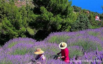 Διαμερίσματα Marija Bodlović, ενοικιαζόμενα δωμάτια στο μέρος Hvar, Croatia