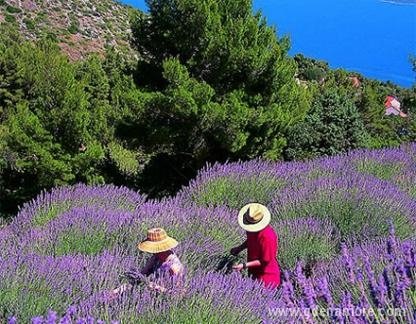 Ferienwohnungen Marija Bodlović, Privatunterkunft im Ort Hvar, Kroatien